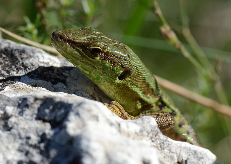 Podarcis siculus